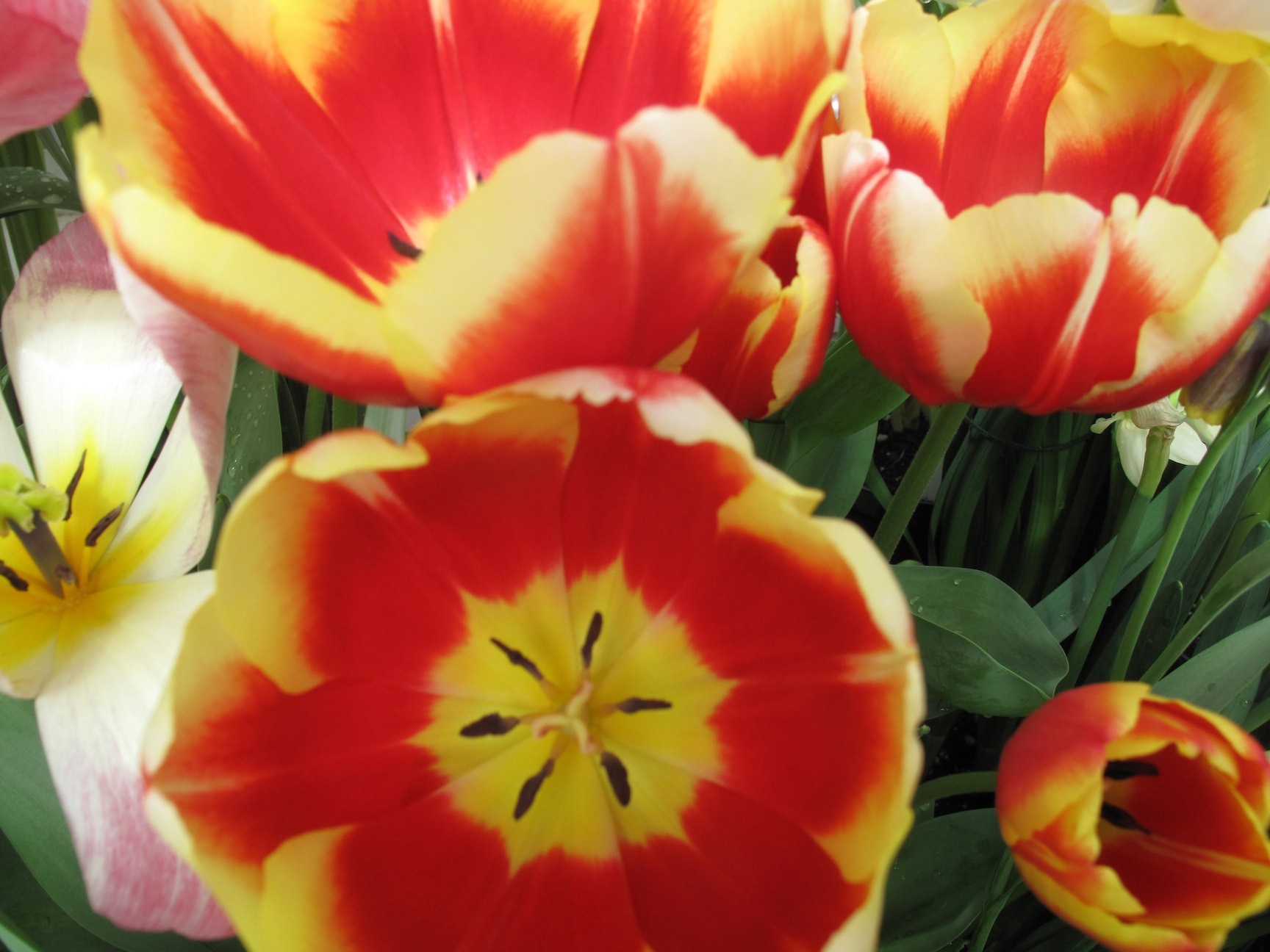 spring flowers